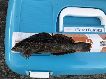 ライトゲームと投げ釣り