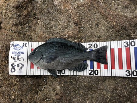 田辺フカセ釣り