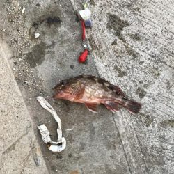 根魚