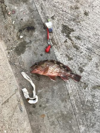 根魚