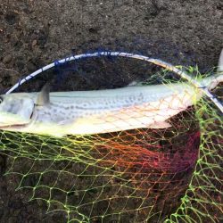 サゴシジギング