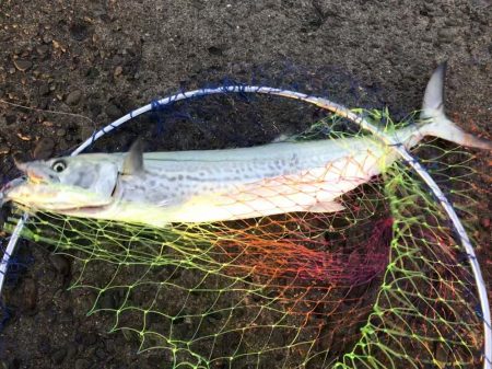 サゴシジギング