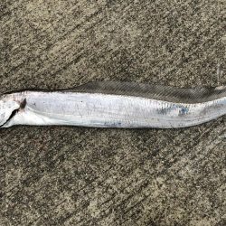 まだまだ遊べそう