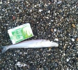 花海道サーフにて