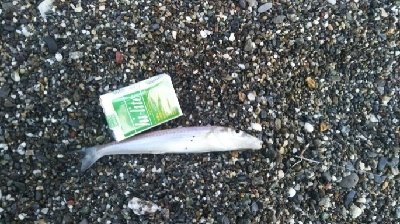 花海道サーフにて