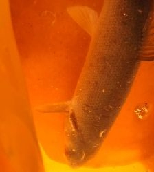 昼から２時間で３匹