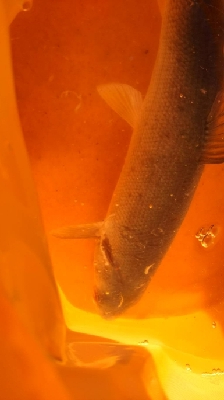 昼から２時間で３匹