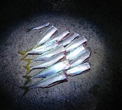 土曜日の雨上がりから加太漁港へ