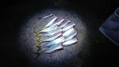 土曜日の雨上がりから加太漁港へ