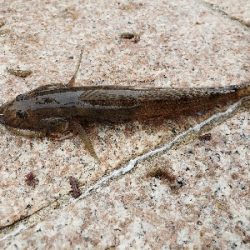 メバル、ハゼ反応良くなく…。