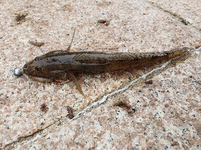 メバル、ハゼ反応良くなく…。