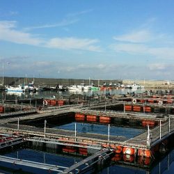 ひさびさ海上釣り堀