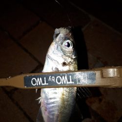 寒風吹きされる中の釣り