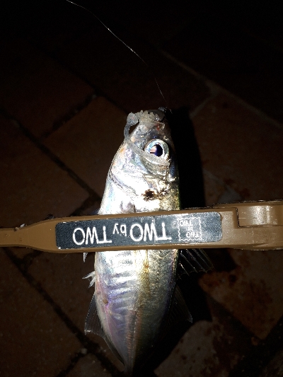 寒風吹きされる中の釣り