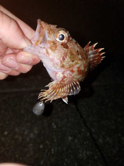 ガシラ釣り　～深夜90分勝負～