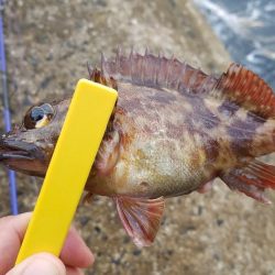 穴釣り　ガシラ&アイナメ