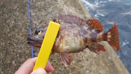 穴釣り　ガシラ&アイナメ