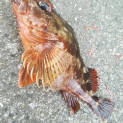 ガシラ釣り　～結構楽しめた～