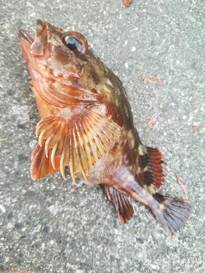 ガシラ釣り　～結構楽しめた～