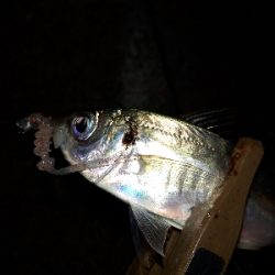 オフになると、釣り