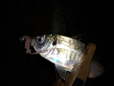 オフになると、釣り