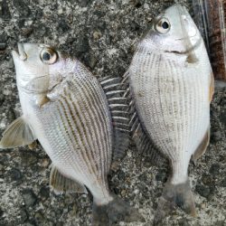 キス釣り　～12月にキス！？～