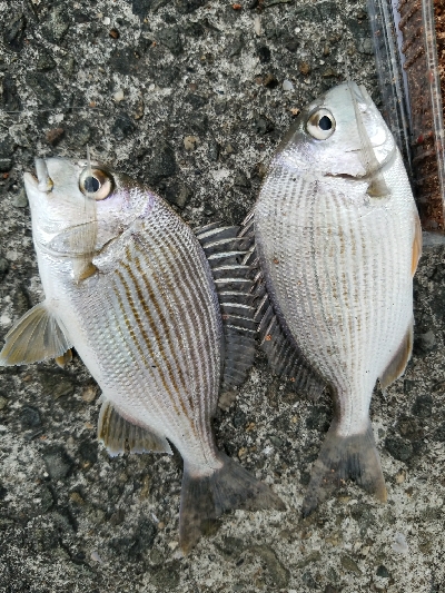 キス釣り　～12月にキス！？～