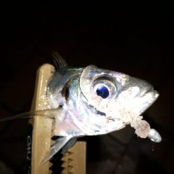 急遽、アジング