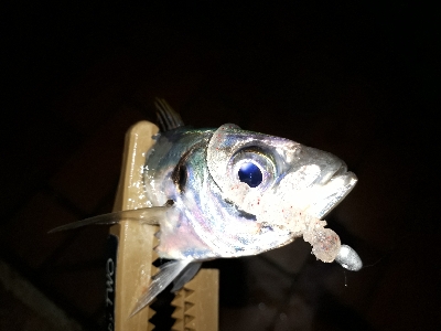 急遽、アジング