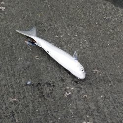 周防大橋下にて。なんとなく寄ってみました。