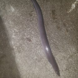 あなご釣り ~トツカは居ず~