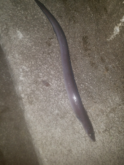 あなご釣り ~トツカは居ず~