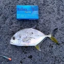 メッキ釣れました