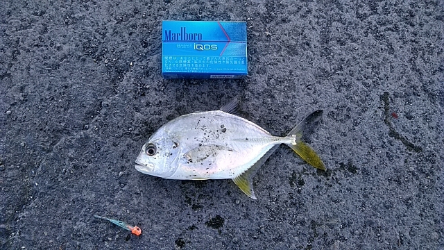 メッキ釣れました