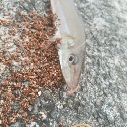 キス釣り　～まだまだ釣れそうだな～