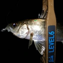 仕事を終えて、アジングを堪能