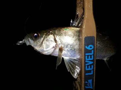 仕事を終えて、アジングを堪能