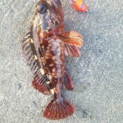 ガシラ釣り　～穴を見つけたらポコポコ～