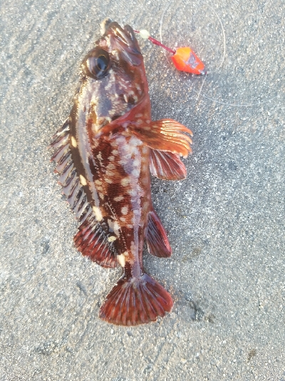 ガシラ釣り　～穴を見つけたらポコポコ～