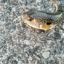 キス釣り　～チョット厳しくなってきた？～