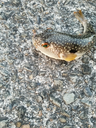 キス釣り　～チョット厳しくなってきた？～