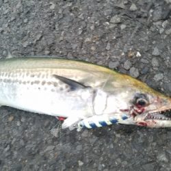 ライトジギング