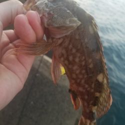 ガシラ釣り　～自作ブラクリ使ってみた～