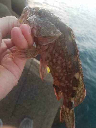 ガシラ釣り　～自作ブラクリ使ってみた～