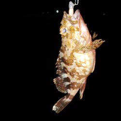 平成最後の釣り