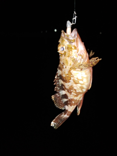 平成最後の釣り