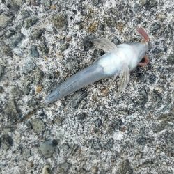 キス釣り ~まだ釣れます!~