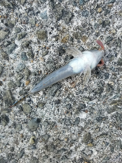 キス釣り ~まだ釣れます!~