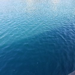 グレ釣り　～オセン多し～