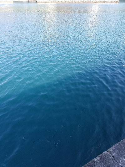 グレ釣り　～オセン多し～